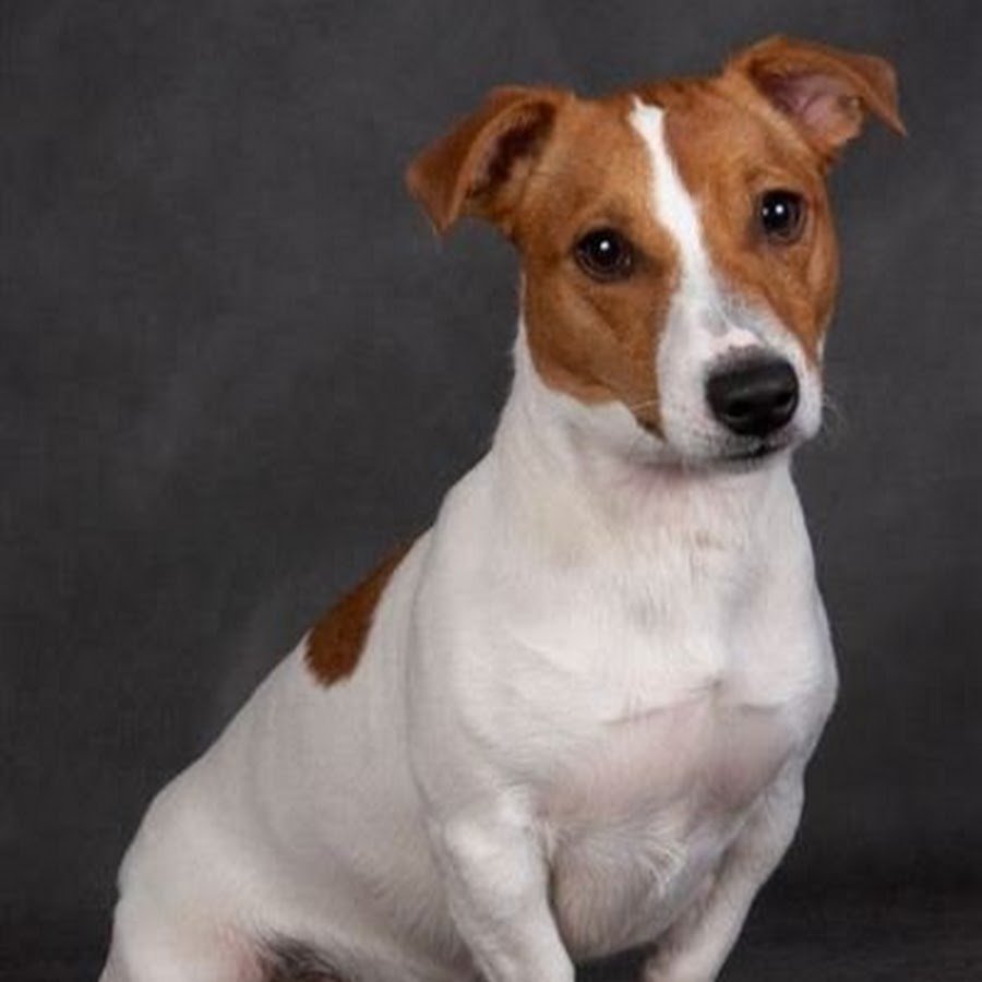 Джек-Рассел-терьер Майло