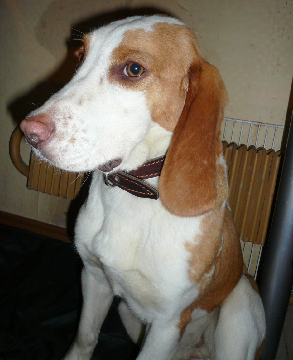 Керри Бигль