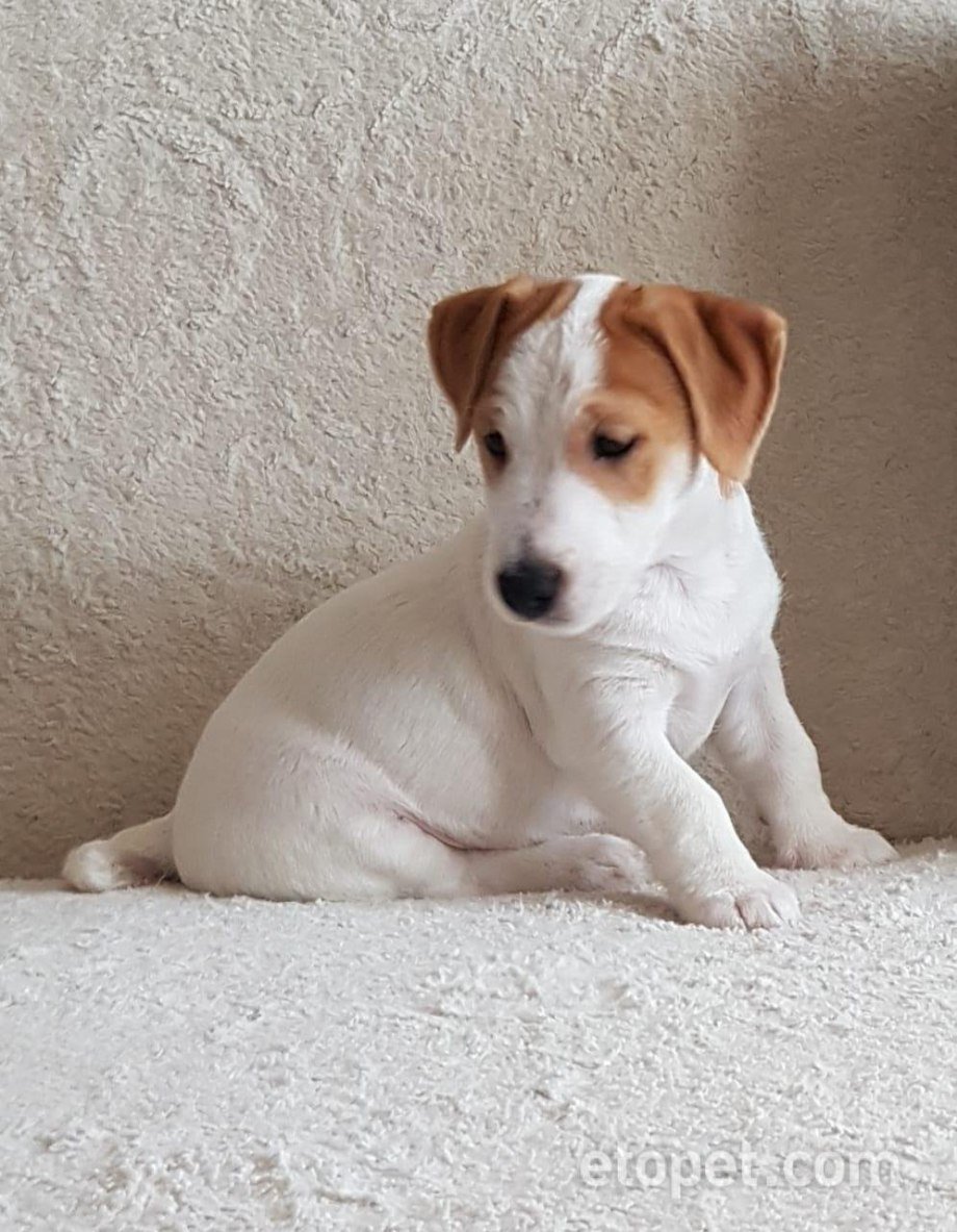 Джек-Рассел-терьер белый