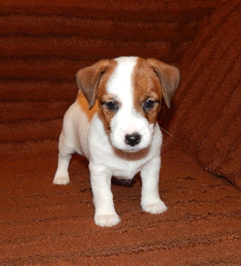 Порода Джек Рассел терьер