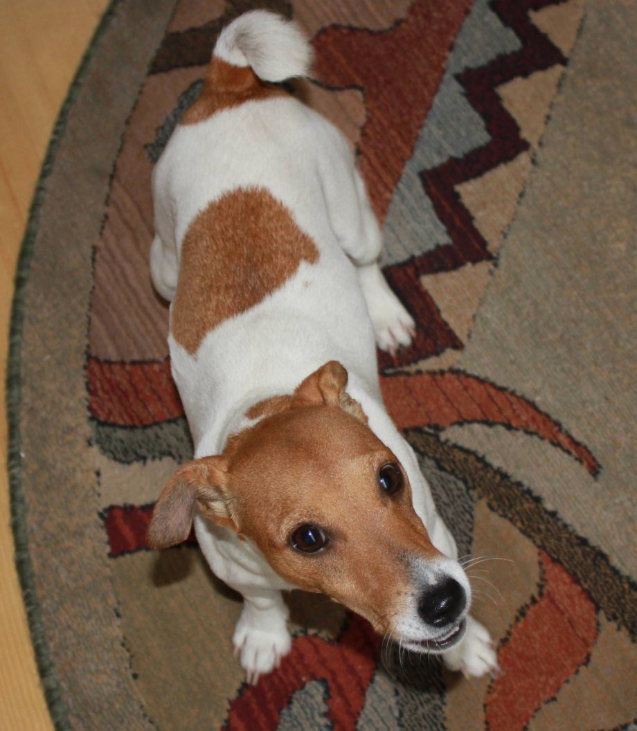 Джек-Рассел-терьер рыжий