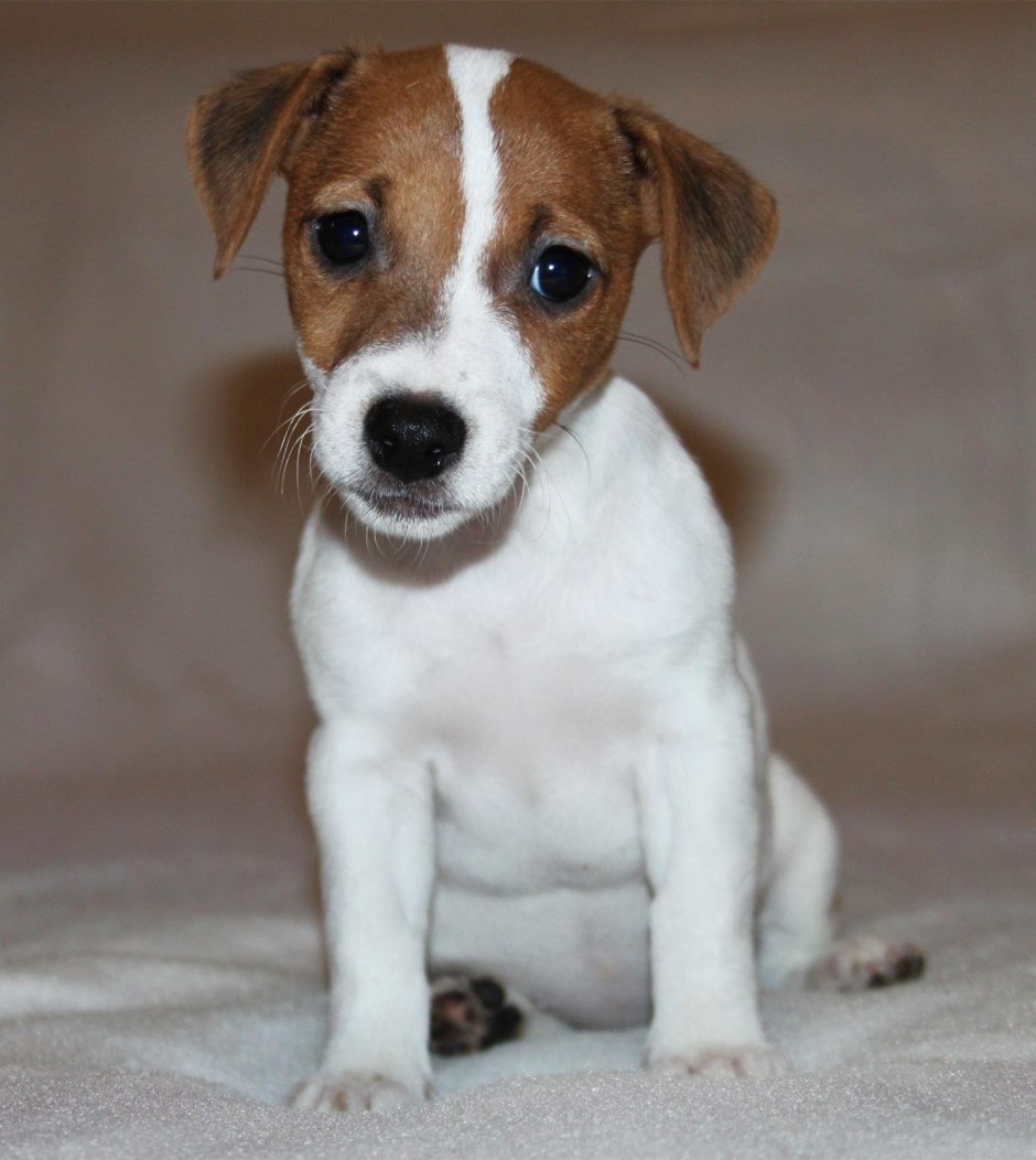 Джек Рассел гладкошерстный