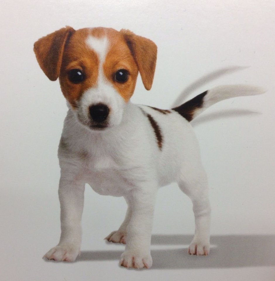 Джек Рассел терьер щеночек