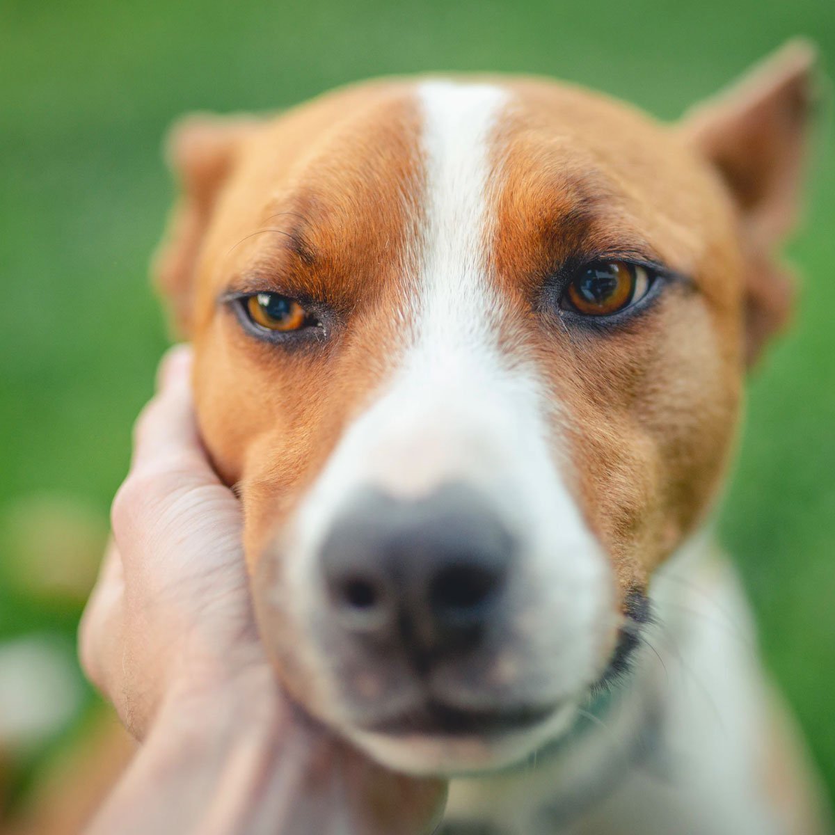 Собака Стоковая