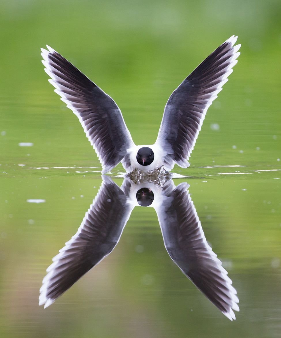 Симметричная природа