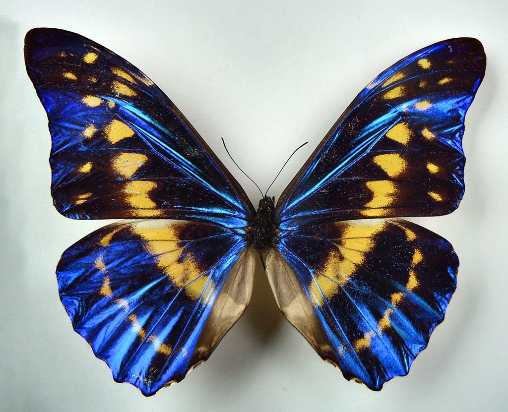 Бабочка Морфо Гекуба