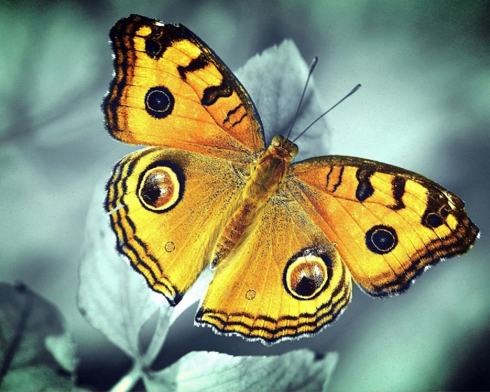 Жёлтая бабочка