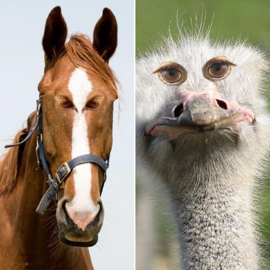 Глаза у животных спереди