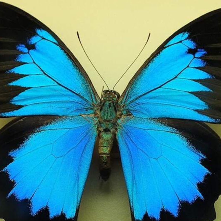 Бабочка Морфо аматонте