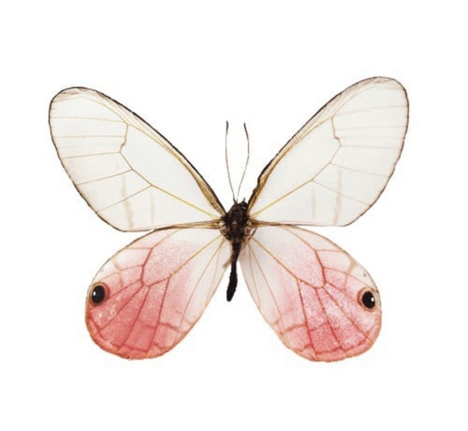 Бабочки бело розовые