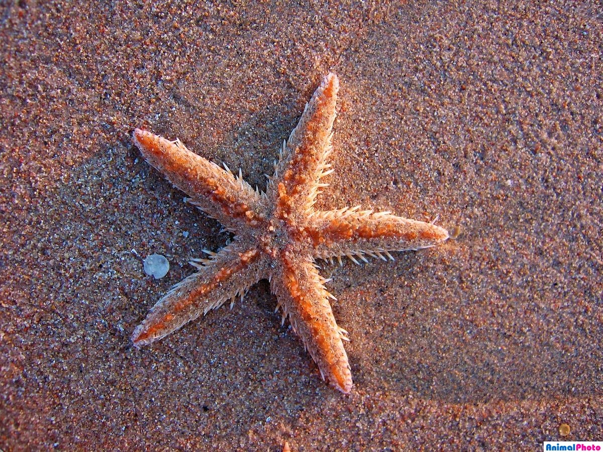 Морские иглокожие