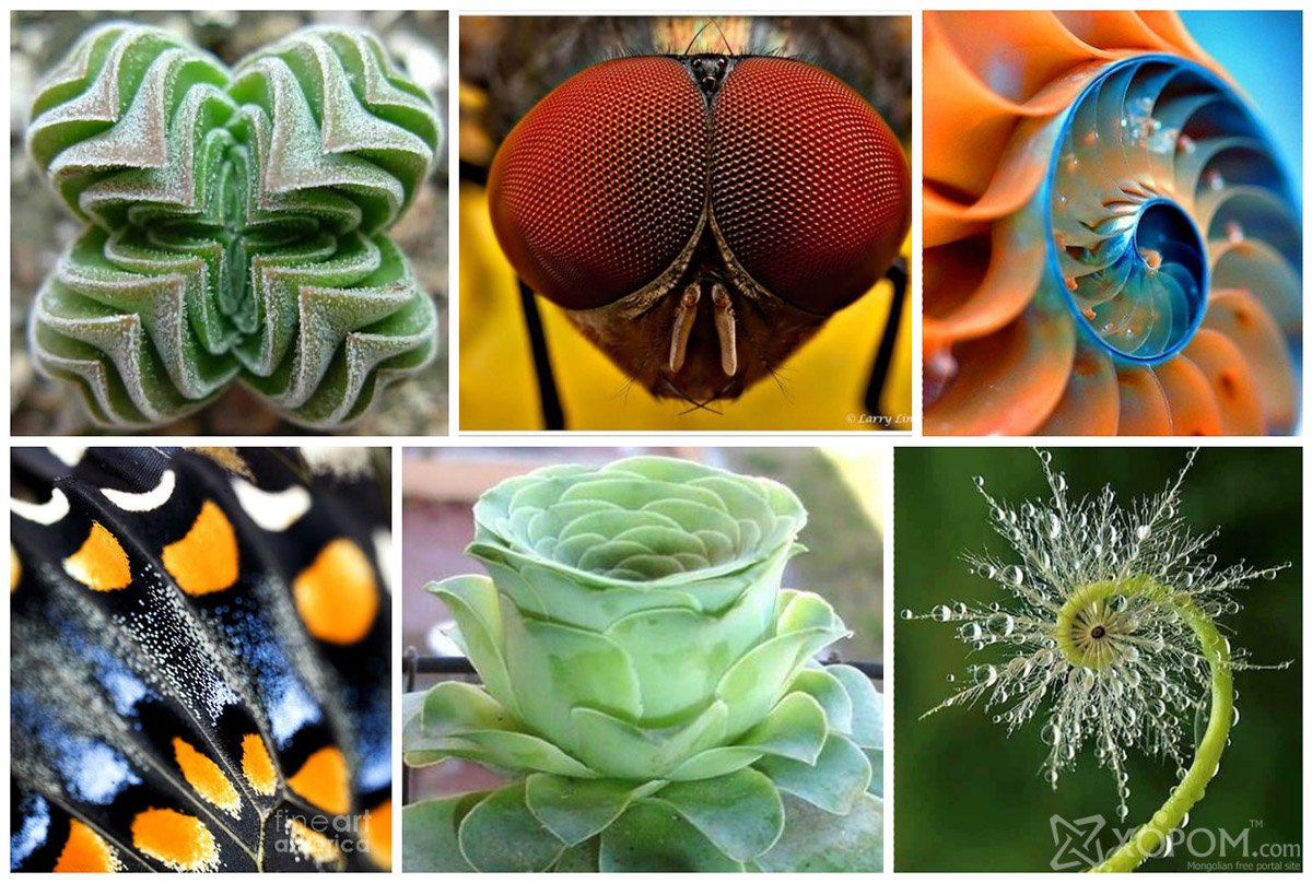 Симметрия в природе