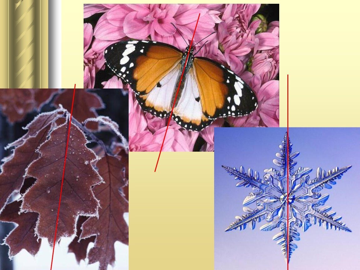 Симметрия в природе