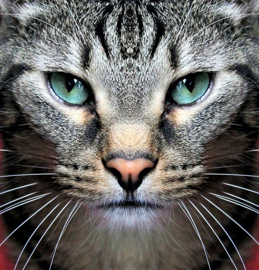 Морда кошки симметричная