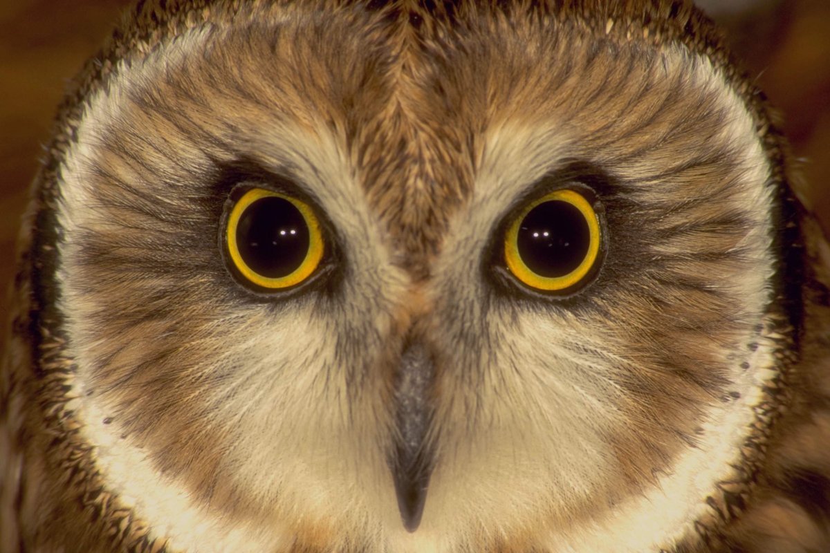 Глаза Совы
