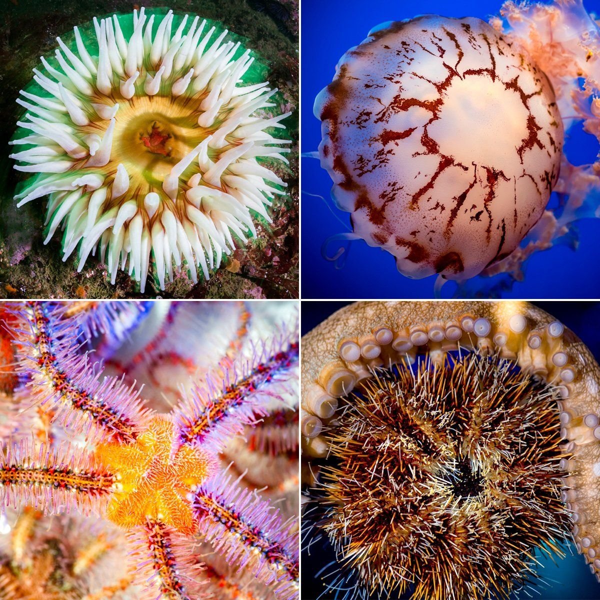 Радиальная симметрия у животных