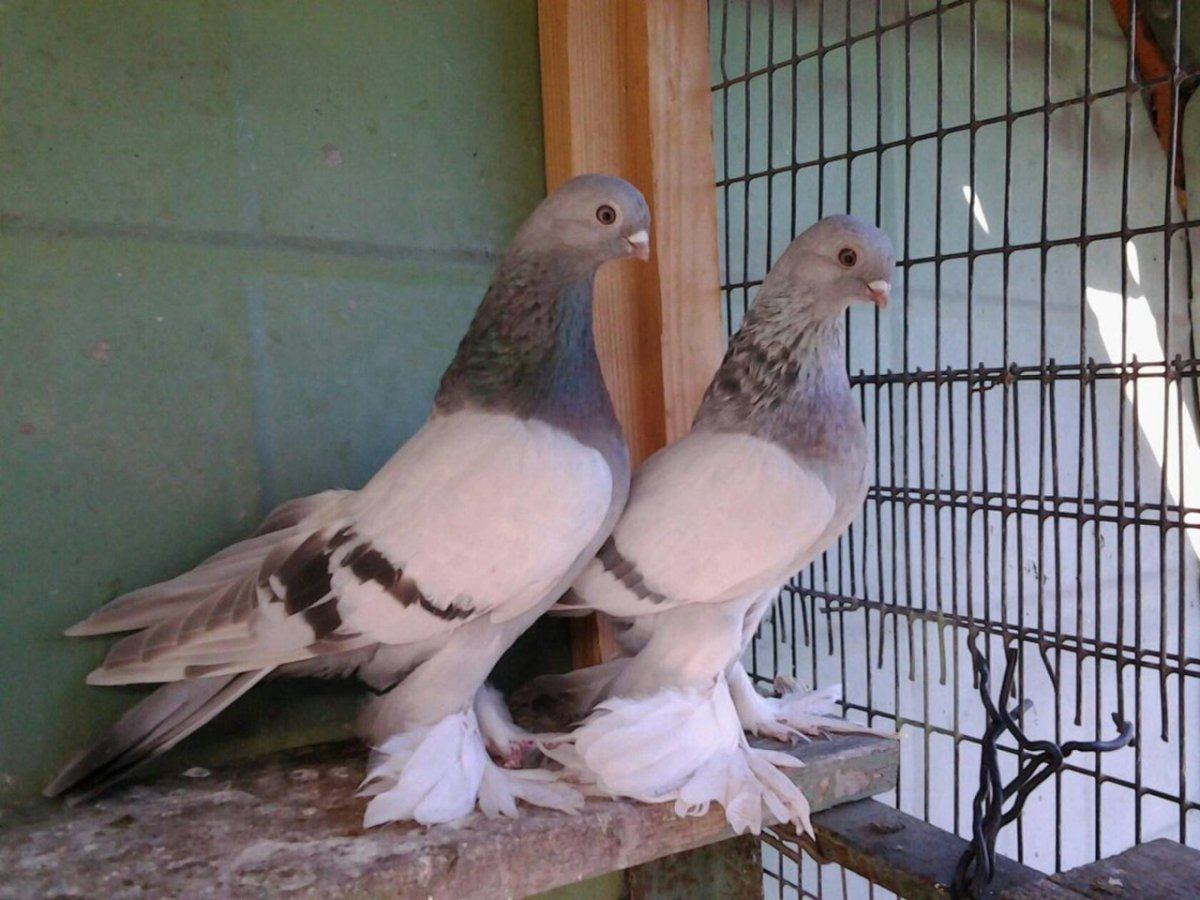Голуби бухарские бойные
