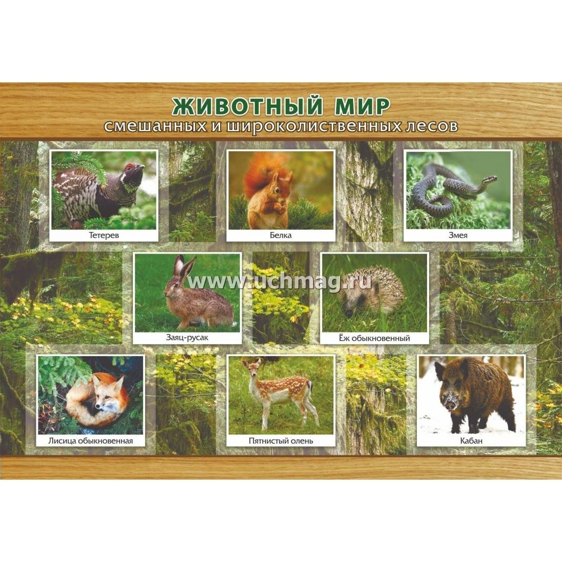 Смешанные и широколиственные леса животный мир