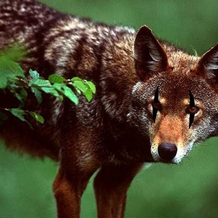 Смешанные и широколиственные леса волк