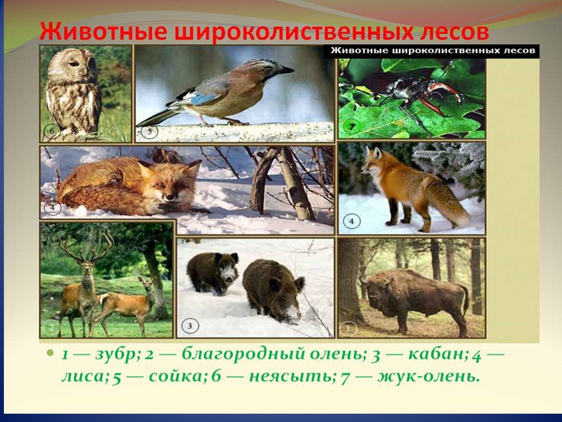 Зона смешанные и широколиственные леса животные
