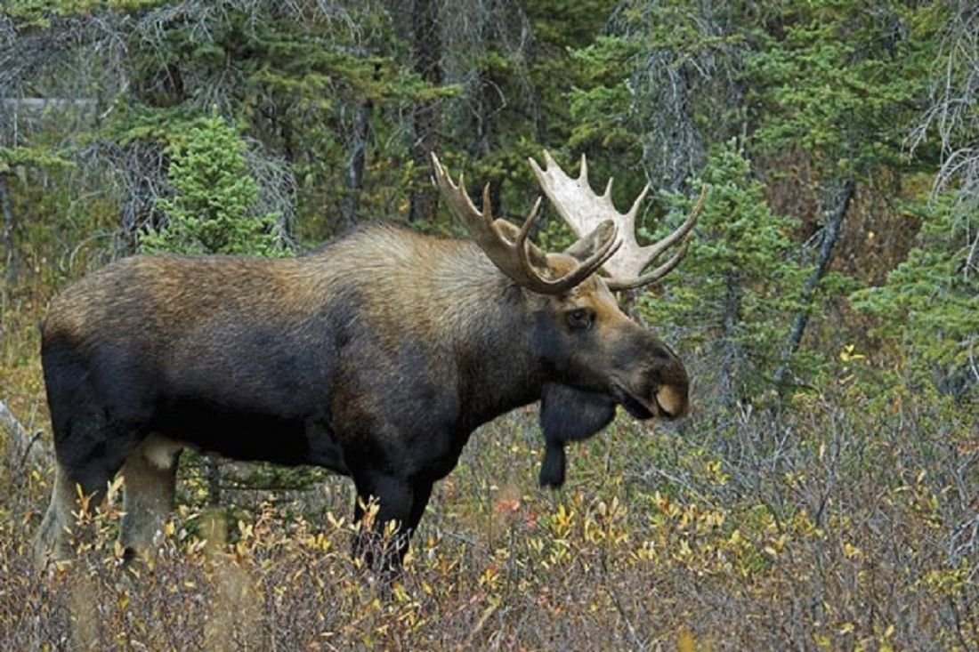 Ильменский заповедник Лось