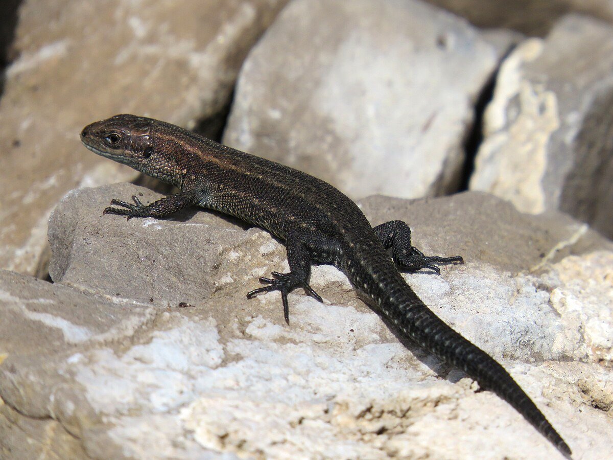 Ящерица живородящая (лат. Zootoca vivipara)