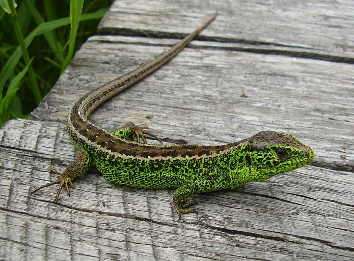 Семейство ящериц