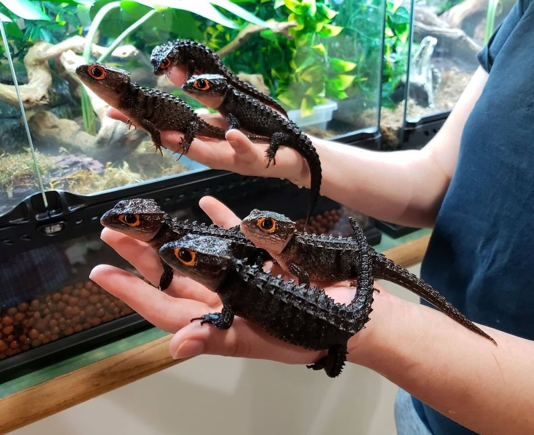 Новогвинейский крокодиловый сцинк