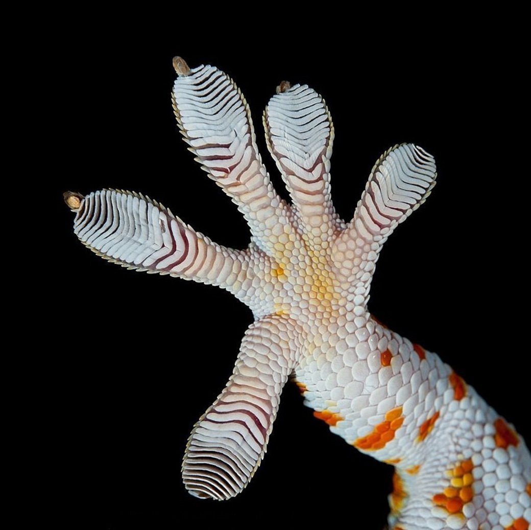 Геккон ящерица лапы