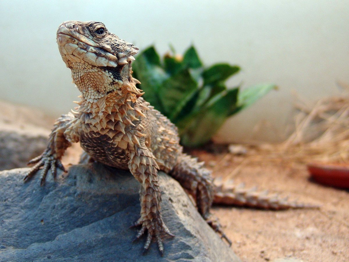 Игуана бородатая агама