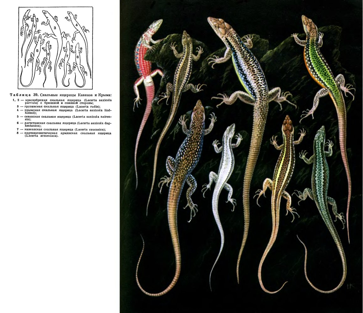 Лацертиды ящерицы