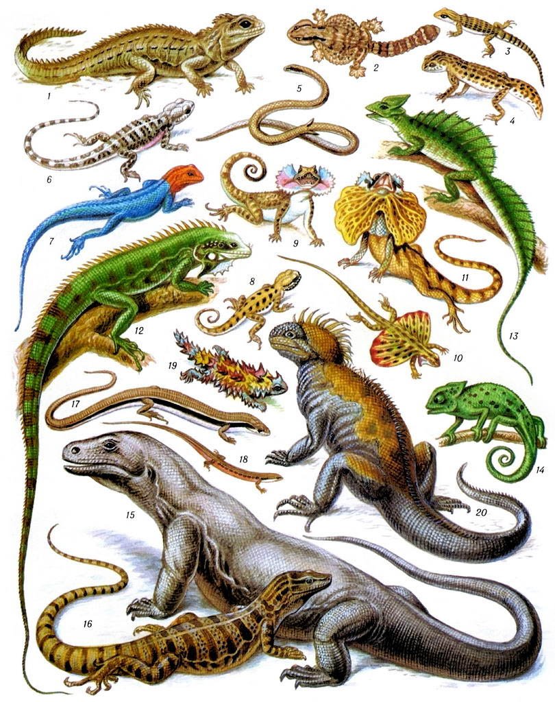 Пресмыкающиеся для детей