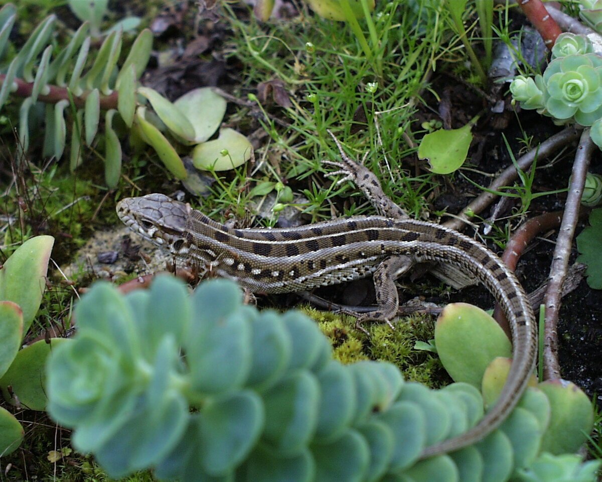 Ящерица прыткая, обыкновенная - Lacerta Agilis