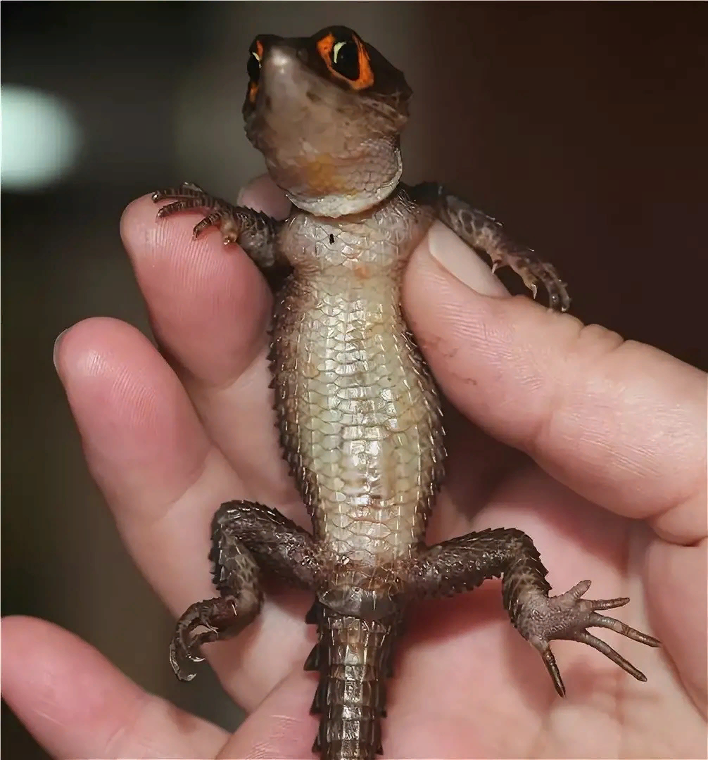 Крокодиловый сцинк