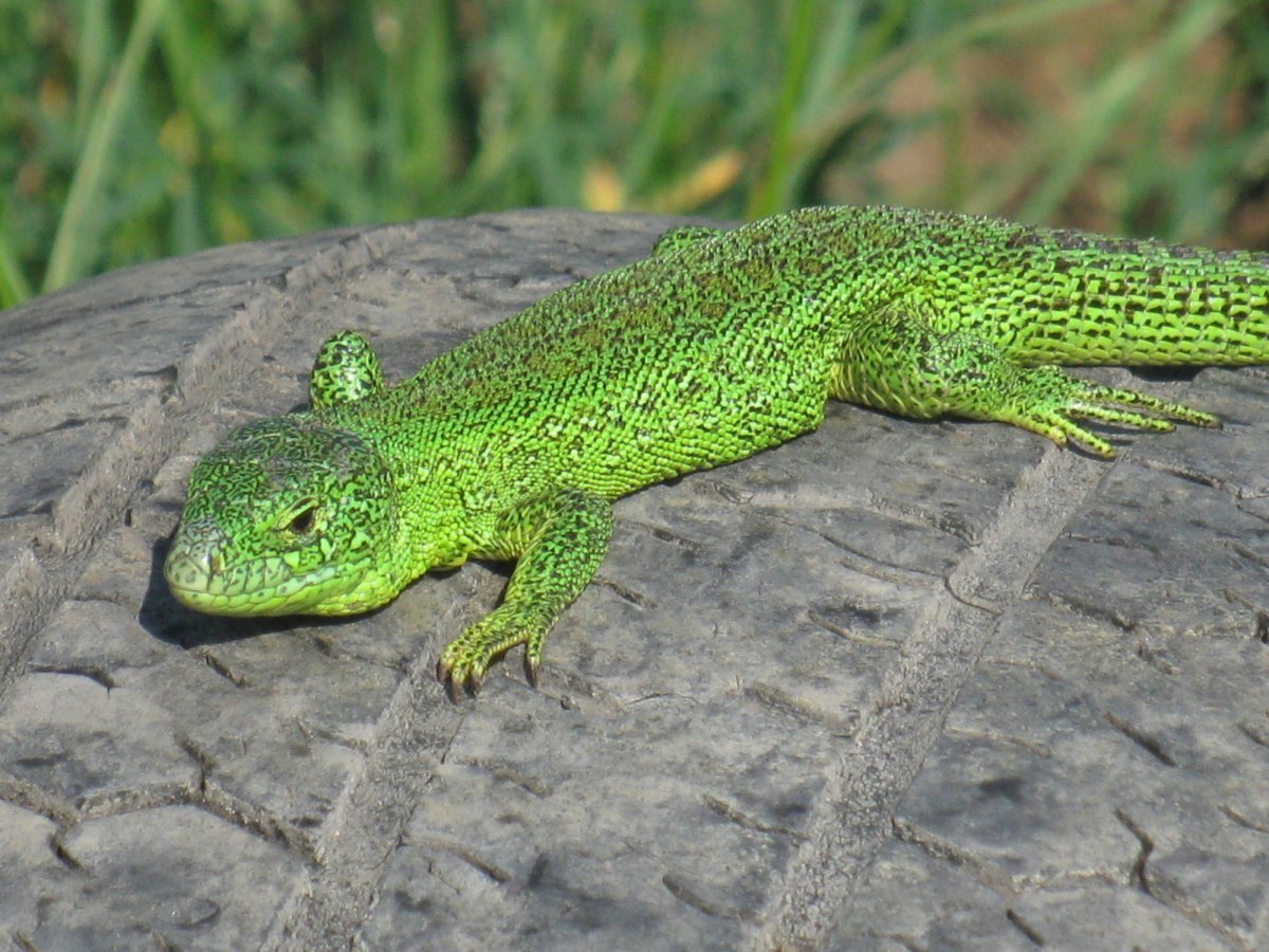 Ящерица прыткая Тритон