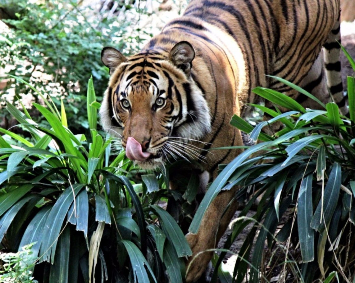 Индокитайский тигр