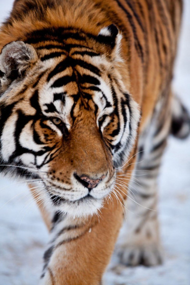 Уссурийский тигр