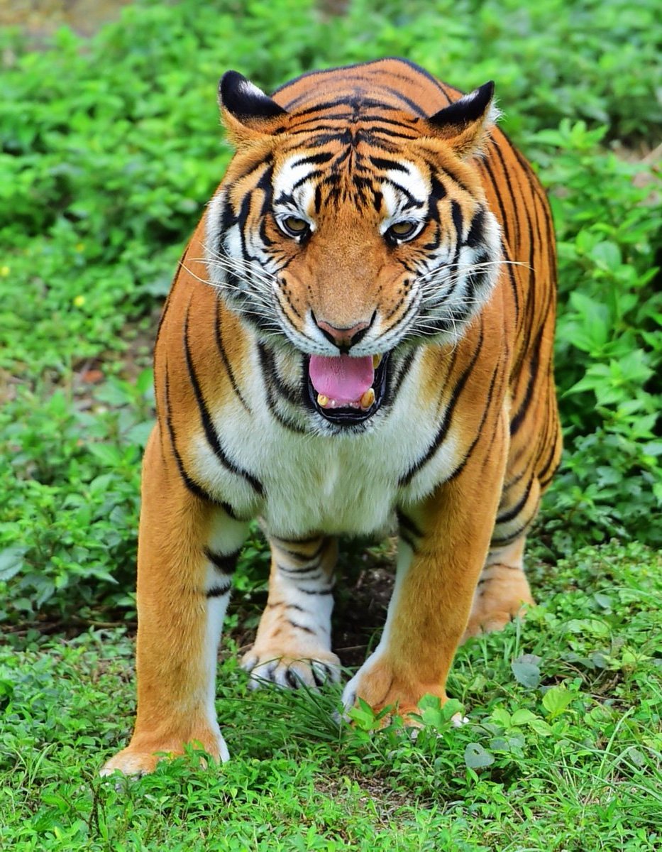 Индокитайский тигр