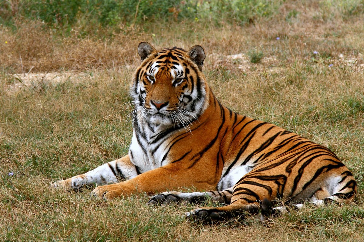 Индокитайский тигр