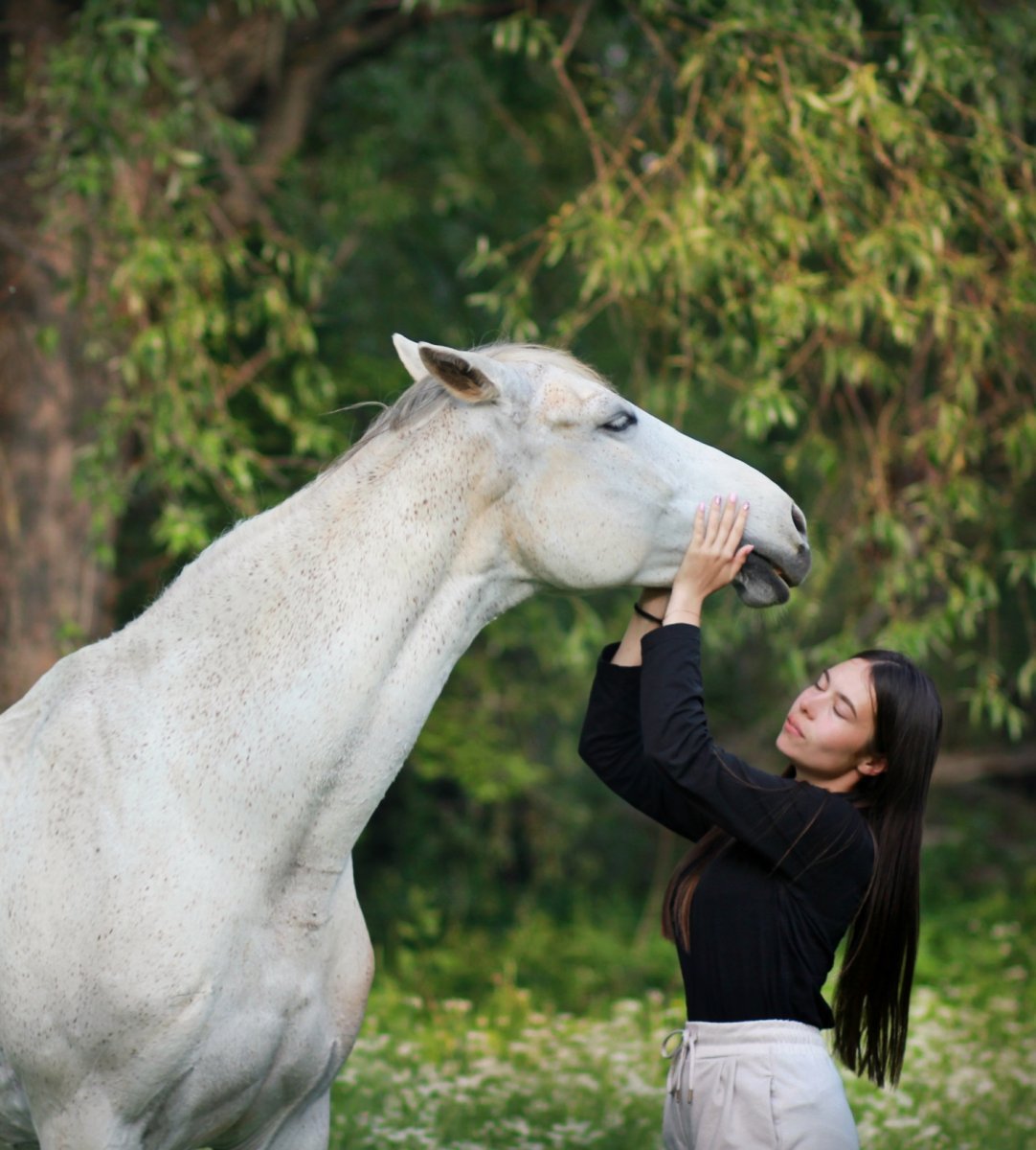 Шайр тяжеловоз вороной