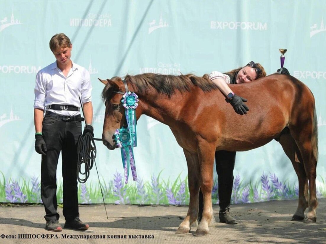 Породистые лошади