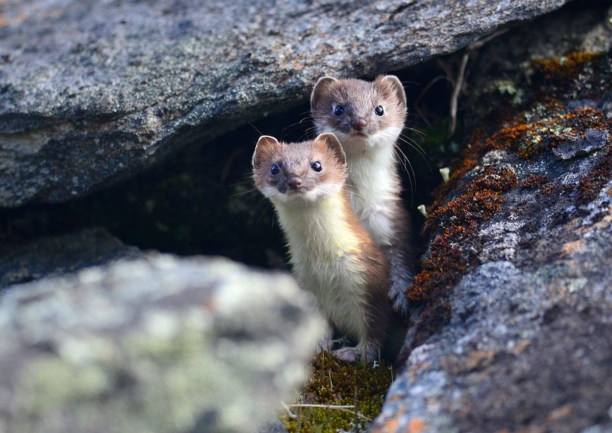 Восточно Сибирский горностай