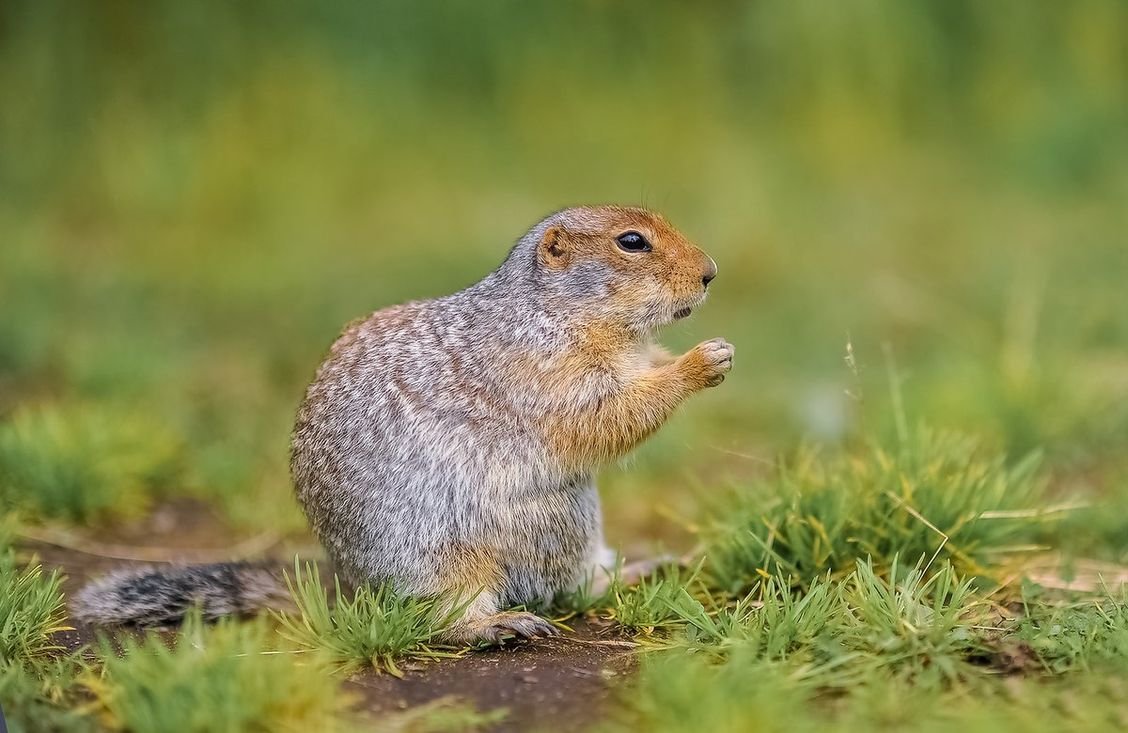 Камчатский суслик евражка