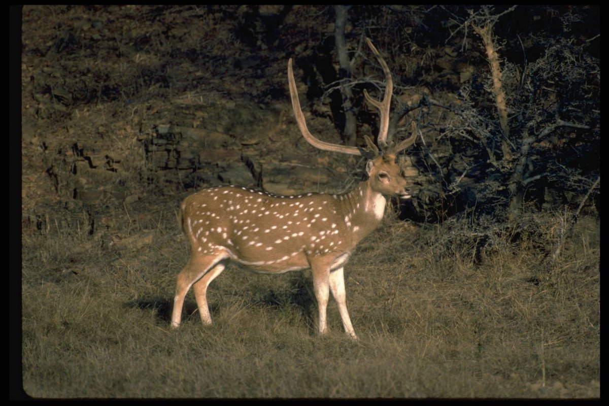 Пятнистый олень – Cervus Nippon Temm.