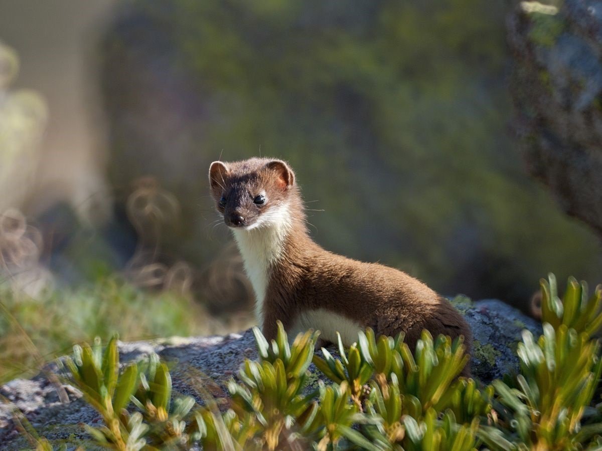 Ильменский заповедник горностай