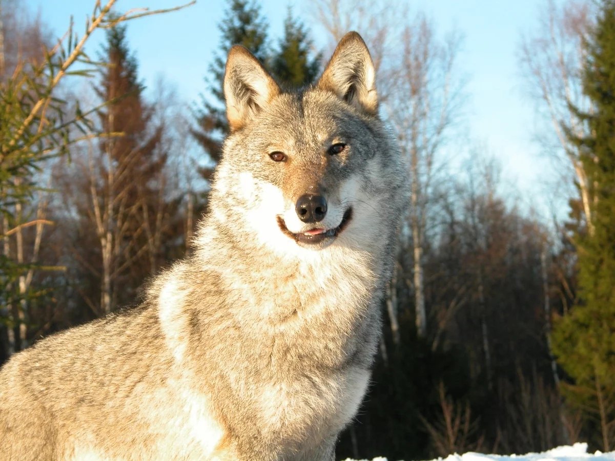 Волки в Нижегородской области