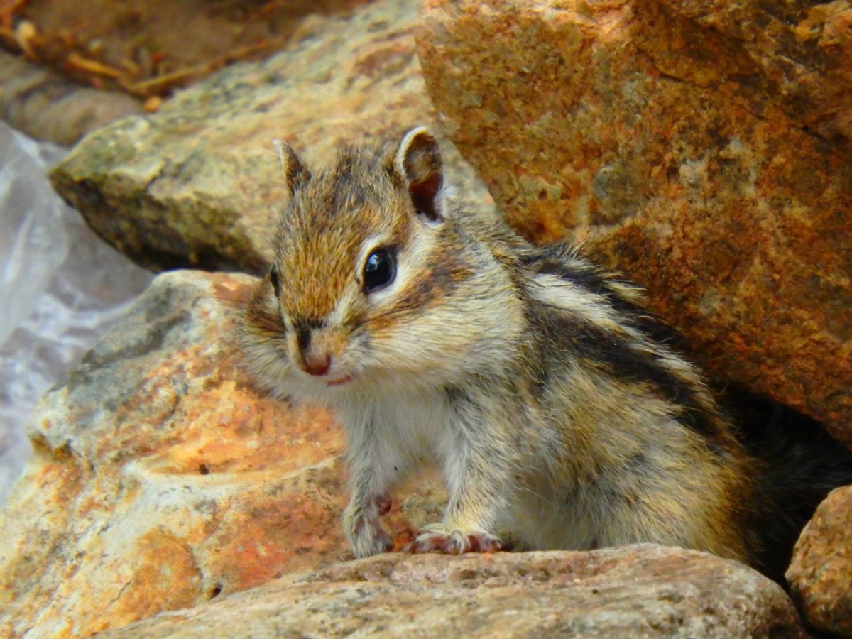 Национальный парк Алханай животные
