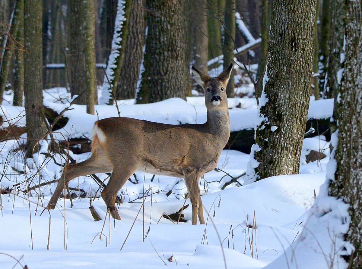 Висимский заповедник косули
