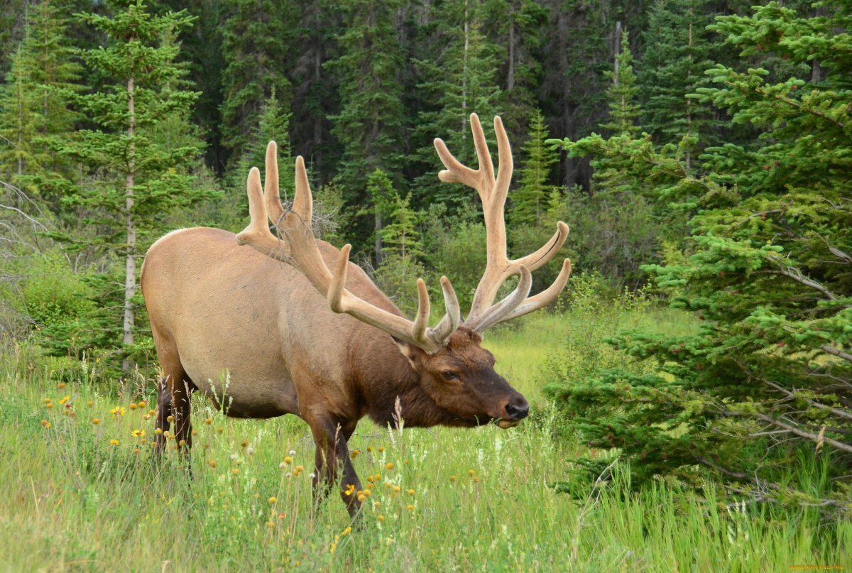 Ильменский заповедник животные Лось