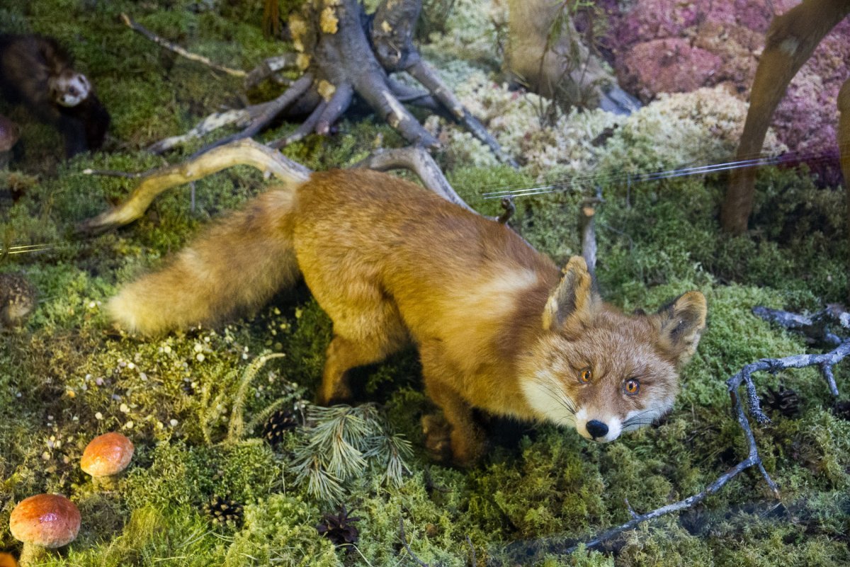 Животные Карелии лиса